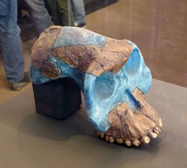Addis Abeba, Musée national d'Ethiopie : crâne reconstitué d'Australopithecus garhi à partir d'éléments trouvés en 1997 (Awash, région Afar). 2,5 millions d'années. BOU-VP 12/130.  13 January 2014, 13:19:14 by  Ji-Elle