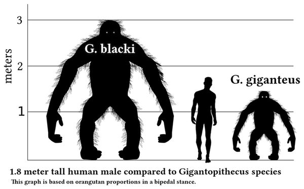 This is a comparison graph comparing the hight of a 1.8 meter tall human male with Gigantopithecus species. This graph is based on orangutan proportions in a bipedal stance. It is most likely that Gigantopithecus would have spent most of its time in a quadrupedal stance on all fours.

The layout of this comparison graph is derived from the version on prehistoric-wildlife.com. All image elements and silhouettes were made from scratch using inkscape.
Created 7 December 2012, 16:49:49, by Discott