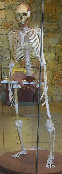 Homo erectus from Tautavel, France (reconstruktion, Museum Tautavel) Photographed September 2008 by Gerbil