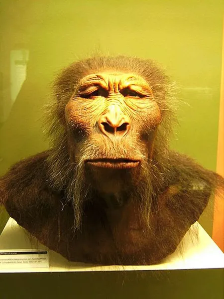 Scientific reconstruction of a Paranthropus boisei 25 March 2007Photographed at Westfälisches Museum für Archäologie, Herne Photographed by User:Lillyundfreya