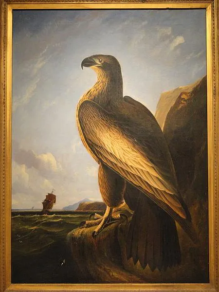 John James Audubon: Washington Sea Eagle (circa 1836-1839) painting.Smithsonian American Art Museum. P(hoto taken by Daderot on  2011-04-07)