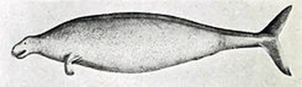 Steller's sea cow (extinct; sketch by Steller), 