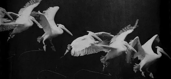  Flying pelican captured by Marey around 1882. He found a way to record several phases of movements in one photo.
