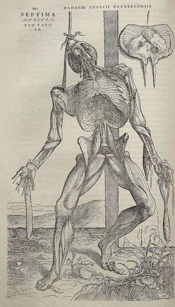 The Fabrica is known for its highly detailed illustrations of human dissections, often in allegorical poses.
