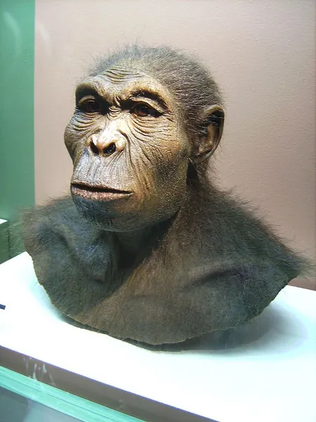 cientiffic reconstruction of a Homo habilis reconstruction: 2006(?); photograph: 2007-03-25 Source 	Photographed at Westfälisches Museum für Archäologie, Herne Author of reconstruction unknown (klimaundmensch.de) Photographed by User:Lillyundfreya