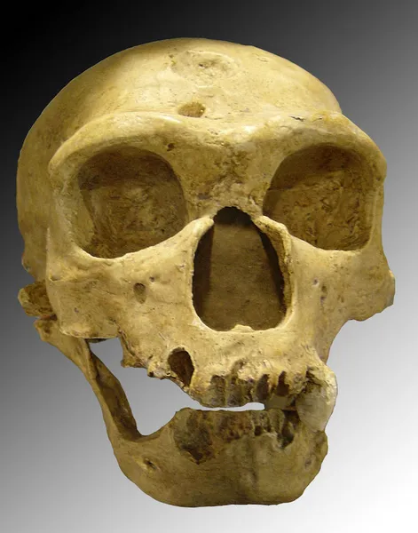 Homo neanderthalensis. Skull discovered in 1908 at La Chapelle-aux-Saints (France). Photo taken October 2005 by Luna04