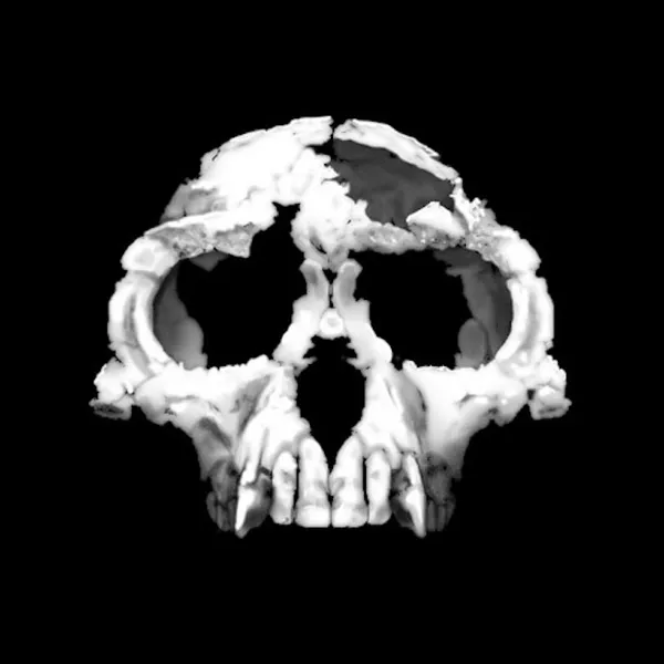 Ardipithecus ramidus specimen, nicknamed ?Ardi?.  After Gen Suwa, Berhane Asfaw, Reiko T. Kono, Daisuke Kubo, C. Owen Lovejoy, Tim D. White (2009): "The Ardipithecus ramidus Skull and Its Implications for Hominid Origins." Science, 2 October 2009: Vol. 326. no. 5949, pp. 68e1-68e7, Fig. 2
14 November 2009, 16:50 Source 	Zanclean skull Uploaded by FunkMonk Author 	T. Michael Keesey