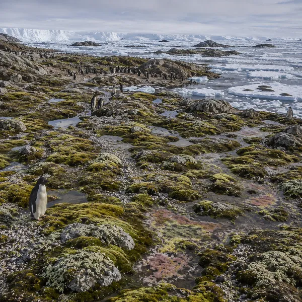 Eastern East Antarctica in the Late Holocene