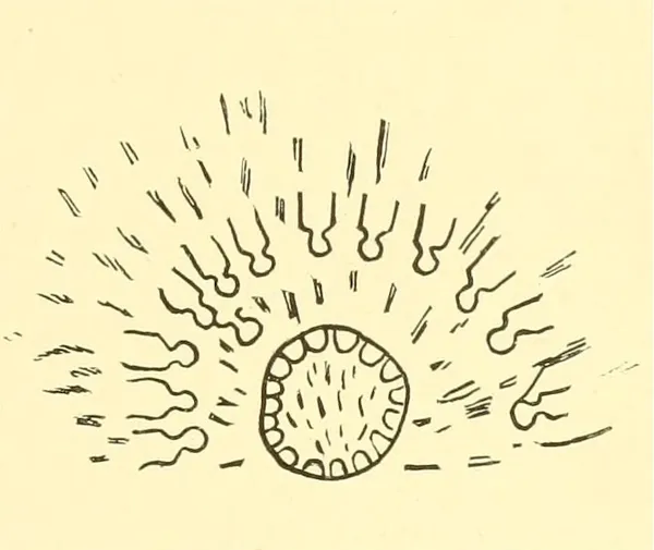 Lone Dog and Gerrick Mallory: Drawing from the Winter Count of Sioux (Lakota) Lone Dog. (2 January 1886) Smithsonian Institution. 4th Annual Report of the Bureau of Ethnology, 1882-'83. The Dakota Win