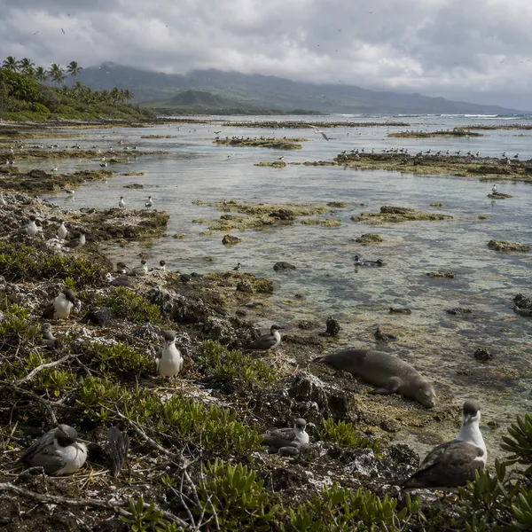 North Polynesia in Upper Paleolithic II