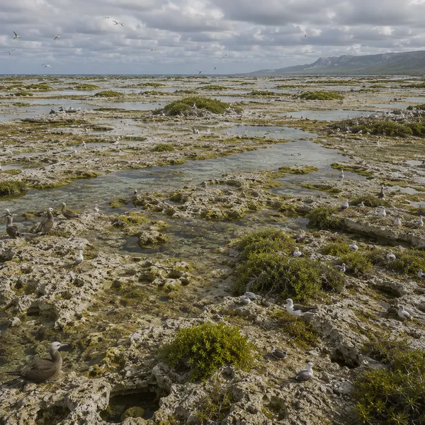 Northern West Indies in the Upper Pleistocene