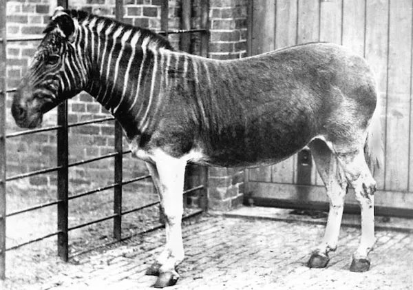 Quagga (Equus quagga quagga) is an extinct sub-species of zebra. Mare, London, Regent's Park ZOO. Date 	1870