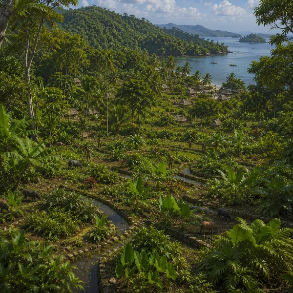West Melanesia in the Late Holocene